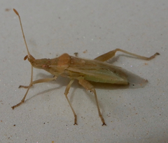 Harmostes reflexulus