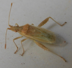 Harmostes reflexulus