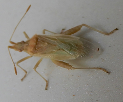 Harmostes reflexulus