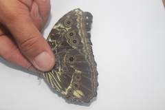 Morpho deidamia