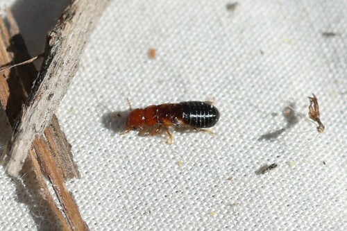 iNaturalist observation photo of Western Drywood Termite