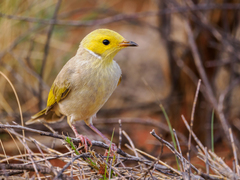 White-Plumed Honeyeater photo 6