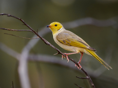 White-Plumed Honeyeater photo 2