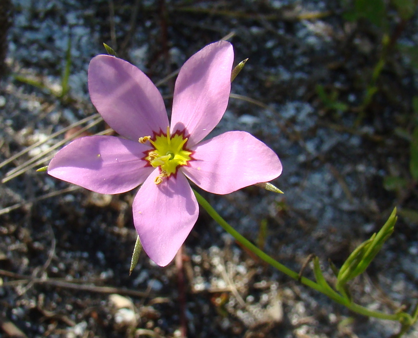 Sabatia campanulata