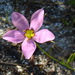 Sabatia campanulata - Photo (c) Anita,  זכויות יוצרים חלקיות (CC BY-NC)