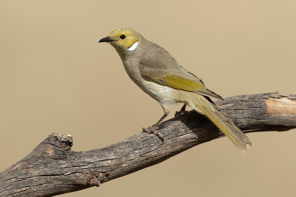 White-plumed Honeyeater photo