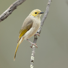 White-Plumed Honeyeater photo 3