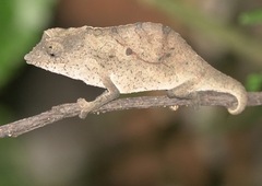 Usambara Stumptail Chameleon photo 4