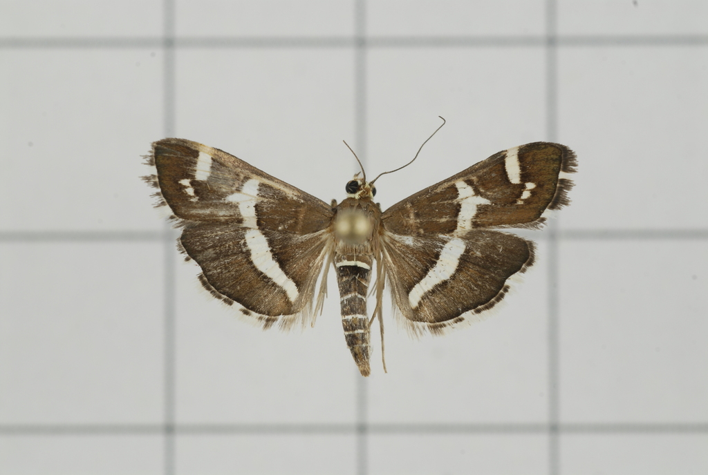 Beet Webworm