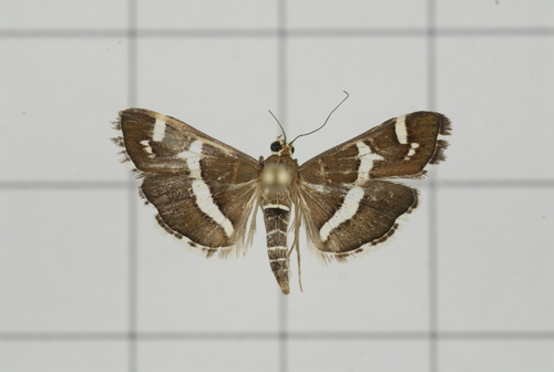 Beet Webworm