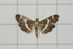 Hawaiian Beet Webworm Moth