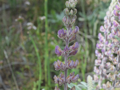 Lupinus leucophyllus