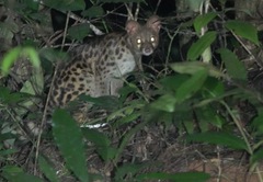 Servaline Genet photo 3