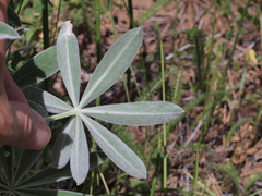 Lupinus leucophyllus