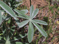 Lupinus leucophyllus