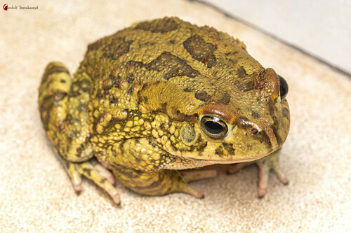 Western Olive Toad, Sclerophrys poweri