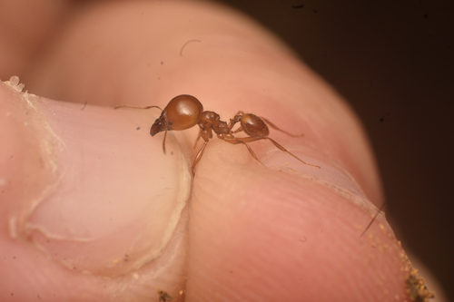 Pheidole pepoPheidole pepo