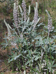 Lupinus leucophyllus