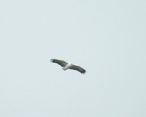 Mantled Hawk (Pseudastur polionotus), photo 10