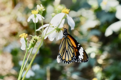 Common Tiger Butterfly