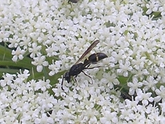Symmorphus bifasciatus