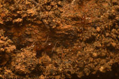 Pheidole pepo