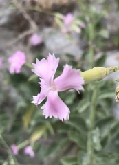 Dianthus tarentinus