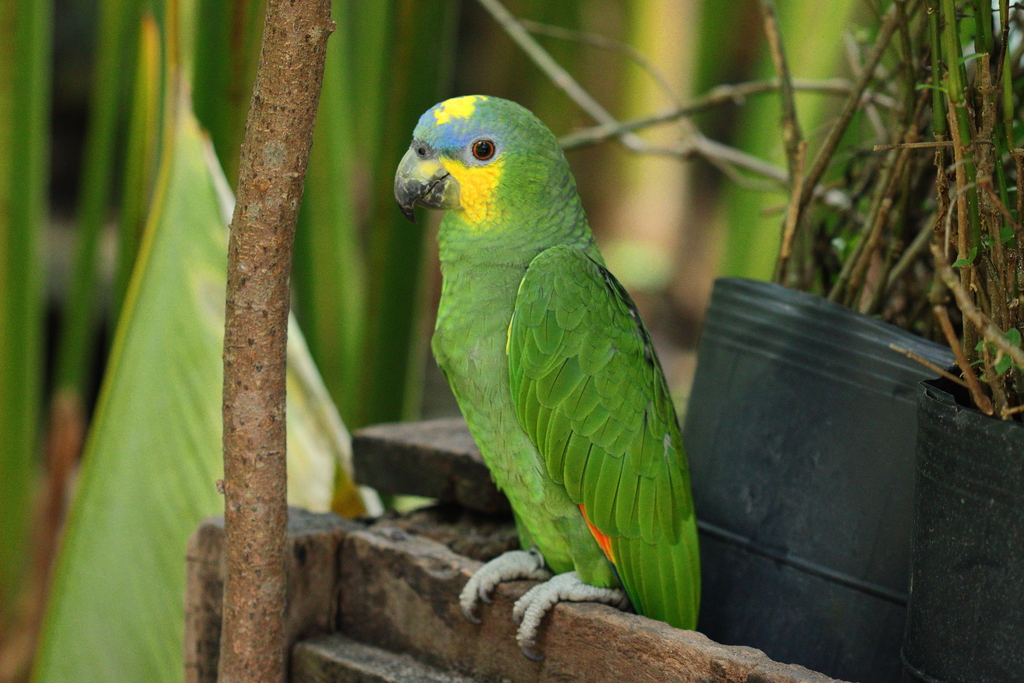 Orange-winged Amazon photo