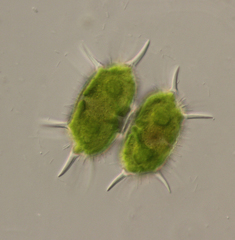 Xanthidium antilopaeum