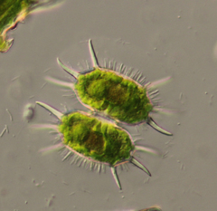 Xanthidium antilopaeum