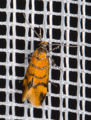 Promalactis procerella