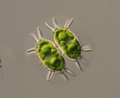 Xanthidium antilopaeum