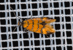 Promalactis procerella