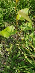 Dioscorea villosa