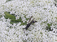 Symmorphus bifasciatus