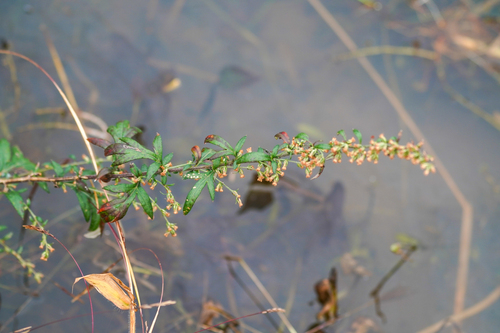 Image of Artemisia princeps by (c) WATANABE Hitoshi 渡辺仁, some rights reserved (CC BY)