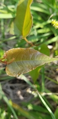 Dioscorea villosa