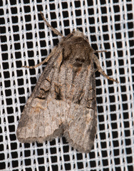 Brachylomia viminalis