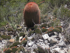 Ferocactus pilosus