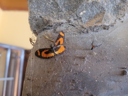 Orange-streak Acraea