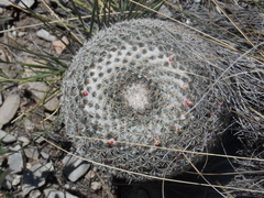 Mammillaria chionocephala