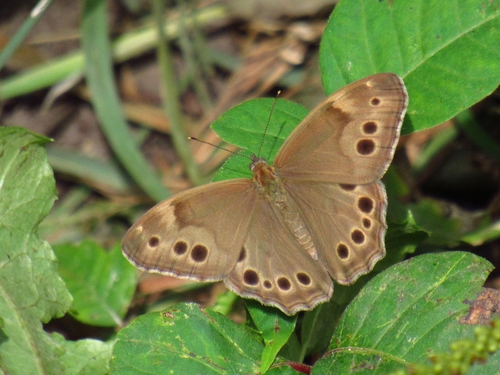 Northern Pearly-eye, photo 2 of 10
