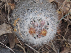 Escobaria dasyacantha