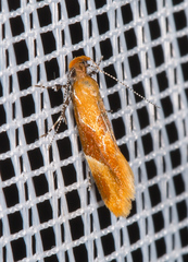 Epicallima formosella