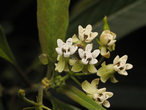 Image of Caribbean Milkweed (Asclepias nivea) by (c) Judá Isaí Martínez Uribe, some rights reserved (CC BY)