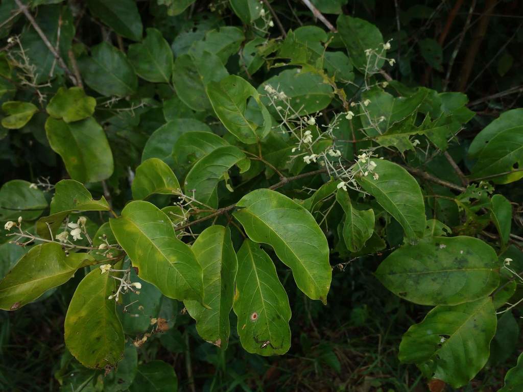 Tynanthus panurensis