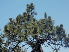 Pinus arizonica