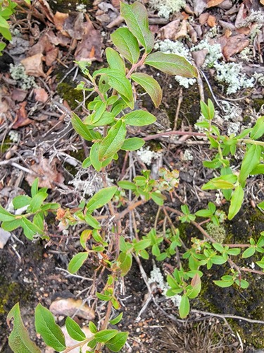 velvetleaf blueberry