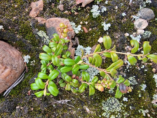 Lingonberry