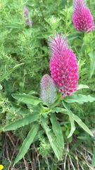 Trifolium rubens